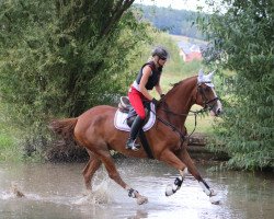 Springpferd Al Pacino de Beaufour (Selle Français, 2010, von Diamant de Semilly)