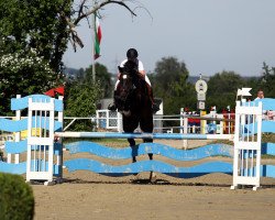 Springpferd Orval van de Brouweshoeve (Belgisches Warmblut, 2014, von Joop 111)