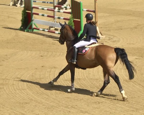 Reitturnier Schwaiganger 2017