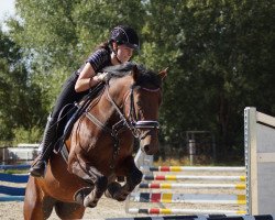 dressage horse Summer 81 (German Riding Pony, 2012, from Dangerous Mind)