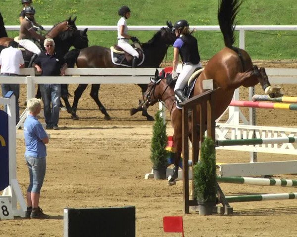 Reitturnier Schwaiganger 2017