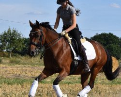 broodmare Swing (German Riding Pony, 2001, from Boticelli 4)