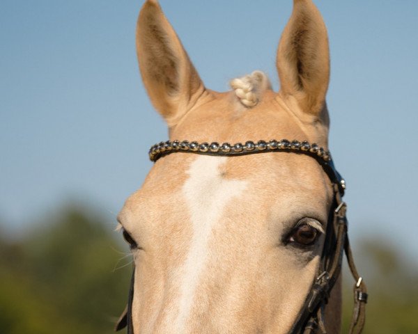 Dressurpferd Little Blue Eye (Lewitzer, 2012, von Pares von Lauterbach)