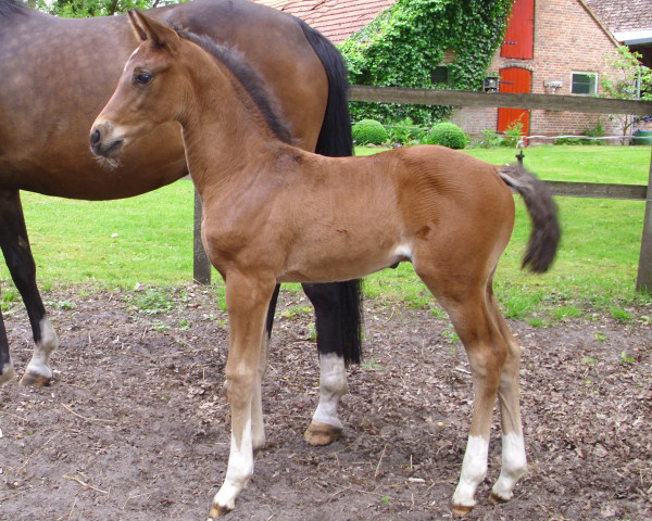 horse Gentleman's Finest (Hanoverian, 2019, from Grey Top)