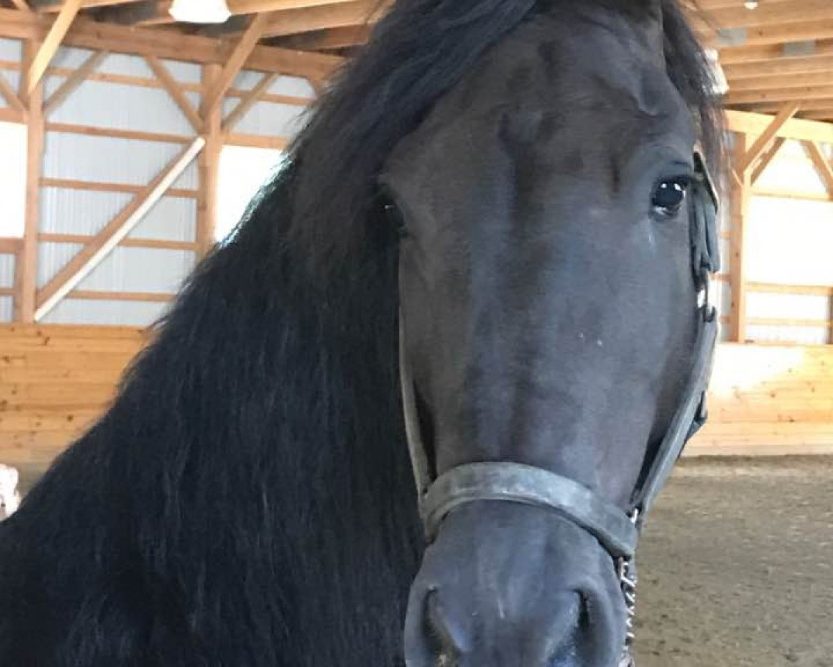 Pferd Chelseaa (Friese,  , von Nancy 350)