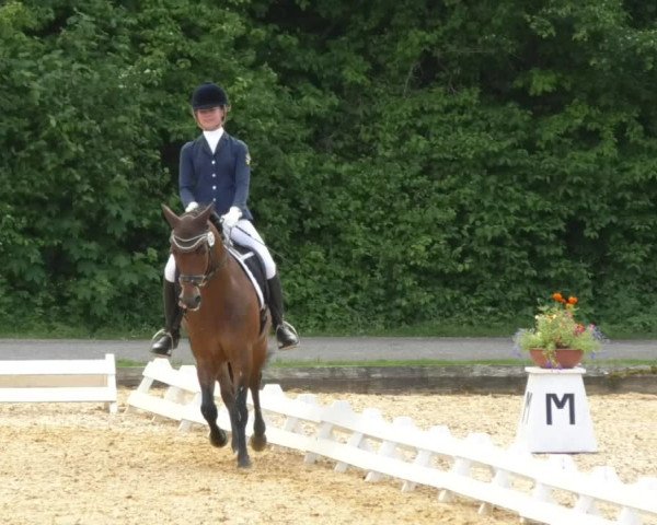 Reitturnier Schwaiganger 2017