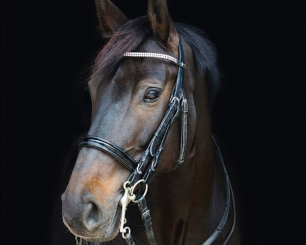 dressage horse Quintana G (Westphalian, 2009, from Quinta Real)