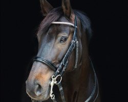 dressage horse Quintana G (Westphalian, 2009, from Quinta Real)