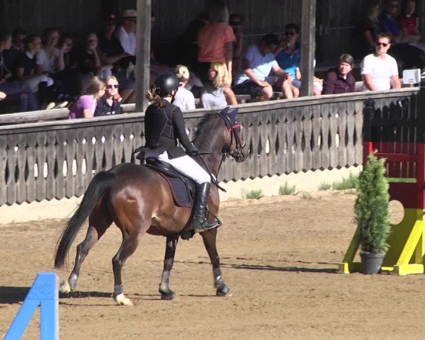 Reitturnier Schwaiganger 2017