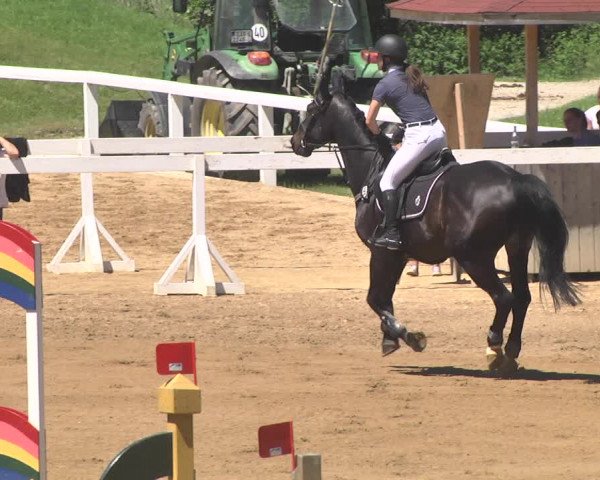 Reitturnier Schwaiganger 2017