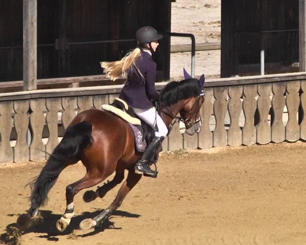 Reitturnier Schwaiganger 2017