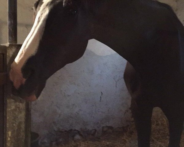 horse Gino 239 (Westphalian, 1992, from Gervantus I)
