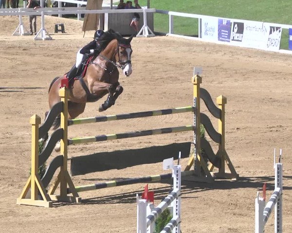 Reitturnier Schwaiganger 2017