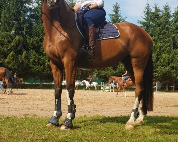 jumper Chin Chini (Holsteiner, 2010, from Chin Champ)