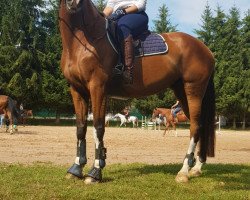jumper Chin Chini (Holsteiner, 2010, from Chin Champ)