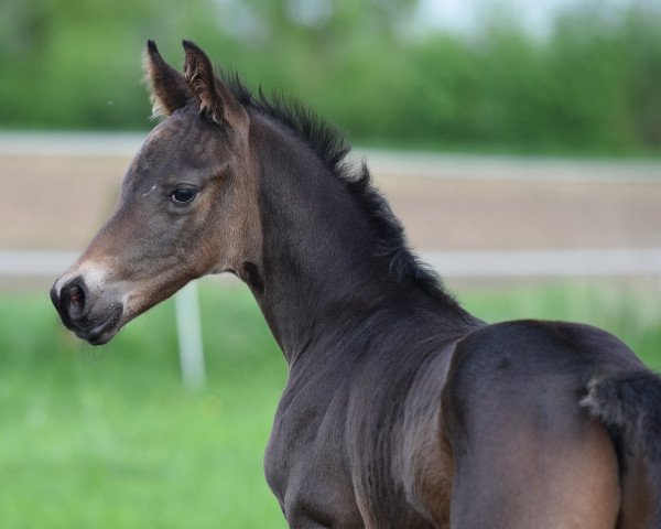 stallion Donauconner (Trakehner, 2018, from Connery)