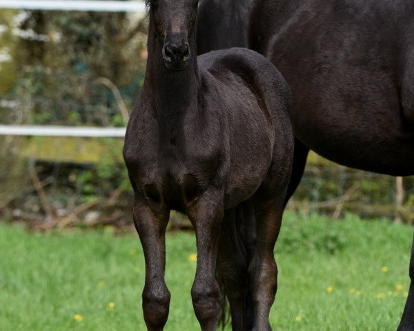 horse Diemelperle (Trakehner, 2018, from Berlusconi)