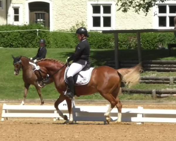 Reitturnier Schwaiganger 2017