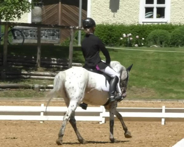 Reitturnier Schwaiganger 2017