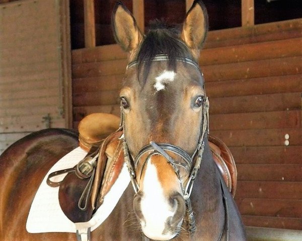 jumper Shintan (Hanoverian, 2007, from Silvio I) jumper Shintan (Hanoverian, 2007, from Silvio I)