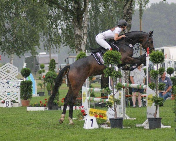 jumper Cute Calu (Hanoverian, 2014, from Copyright 17)