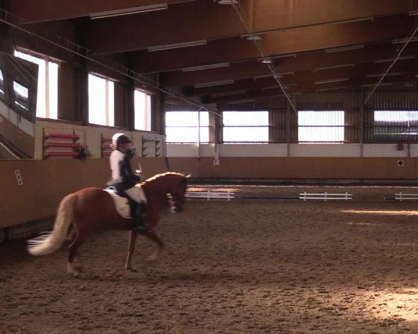 Reitturnier Dortmund-Asseln 2017