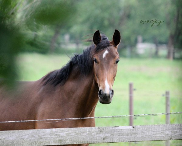 Springpferd Skyline 107 (Westfale, 2016, von Sir Heinrich OLD)