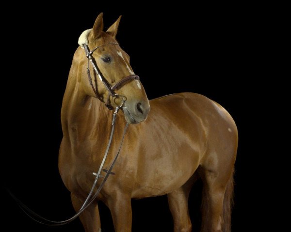jumper Smilla 45 (German Warmblood, 1988, from Schei Fu)