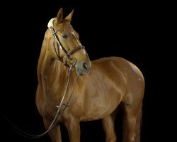 jumper Smilla 45 (German Warmblood, 1988, from Schei Fu)