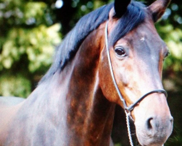 dressage horse Lloyd 36 (Hessian Warmblood, 2001, from Lone Star)