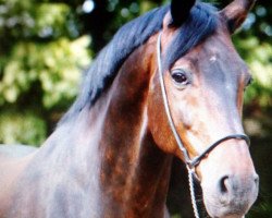 dressage horse Lloyd 36 (Hessian Warmblood, 2001, from Lone Star)
