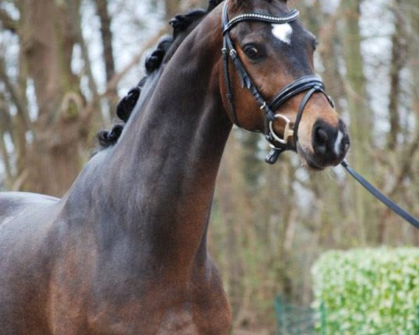 horse Borriquito 3 (Rhinelander, 2011, from Bailamos Biolley)