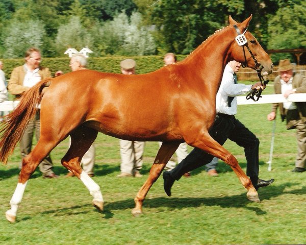 Zuchtstute Reelien (Westfale, 1989, von Ribot)