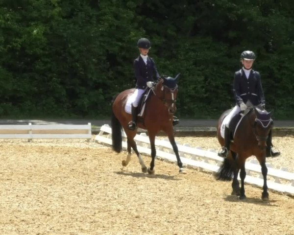 Reitturnier Schwaiganger 2017