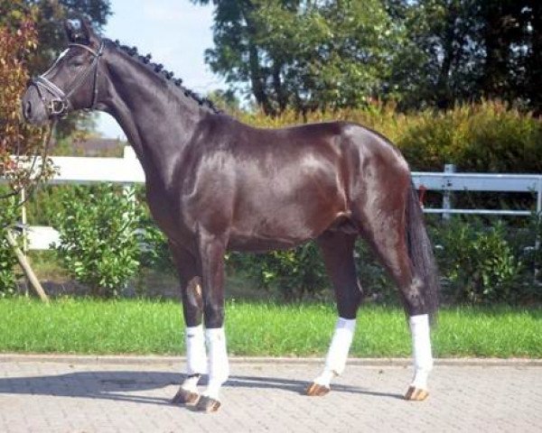 dressage horse Floris 63 (Hanoverian, 2016, from Floris Prince)