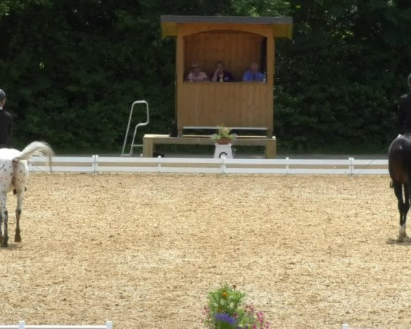 Reitturnier Schwaiganger 2017