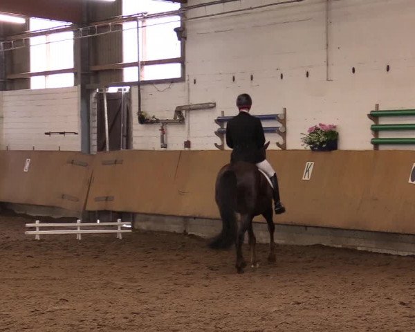 Reitturnier Dortmund-Asseln 2017