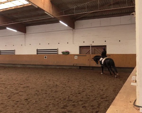 Reitturnier Dortmund-Asseln 2017