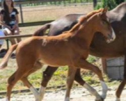 dressage horse Rosaleen CS (Westphalian, 2018, from Rosendiamant)