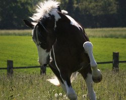 dressage horse Skip-Bo (German Warmblood, 2007, from Semper)