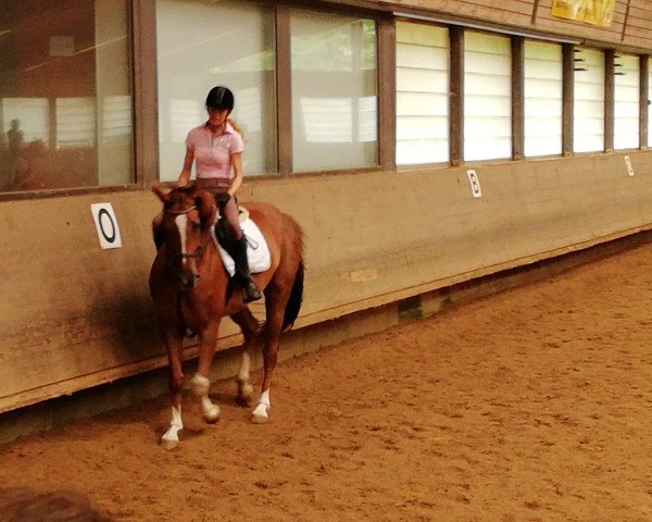 horse Her Royality (Württemberger, 2012, from Hot Spirit)