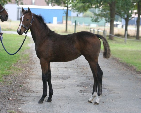 horse Levandra (Hanoverian, 2018, from Lissaro)
