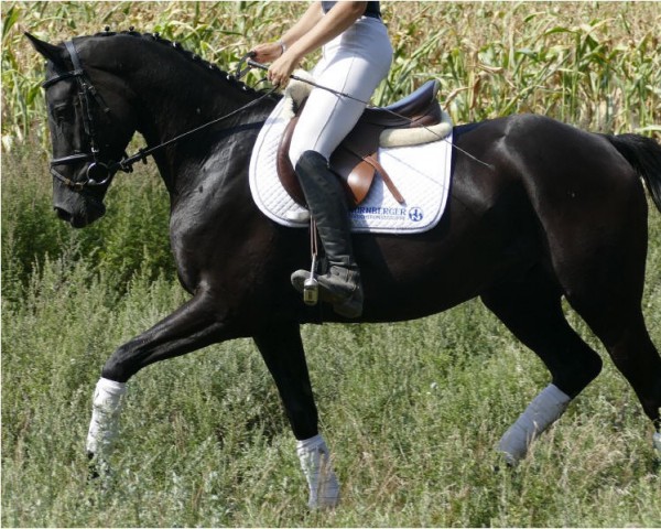 horse Herzprinz (Trakehner, 2014, from Herzberg)