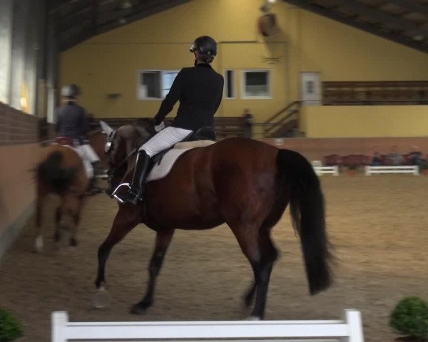 Reitturnier Frechen-Grefrath - Sonnenhof 2017