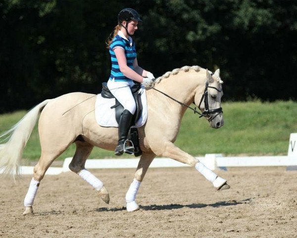 Dressurpferd McD Golden Sylvaner (Deutsches Reitpony, 2008, von White Gold B)