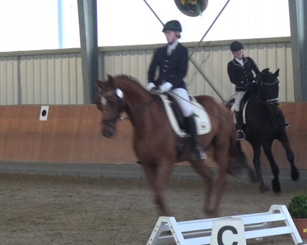 Reitturnier Frechen-Grefrath - Sonnenhof 2017