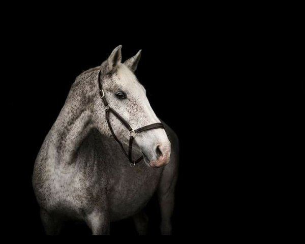broodmare Nereide I (Holsteiner, 1998, from Cassini I)