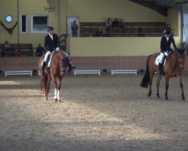 Reitturnier Frechen-Grefrath - Sonnenhof 2017