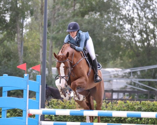 broodmare Carrika (Oldenburg show jumper, 2010, from Carrico) broodmare Carrika (Oldenburg show jumper, 2010, from Carrico)