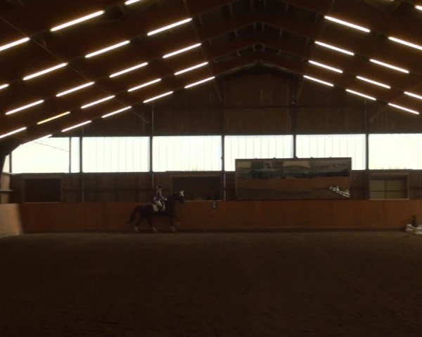Reitturnier Detmold-Remmighausen 2017